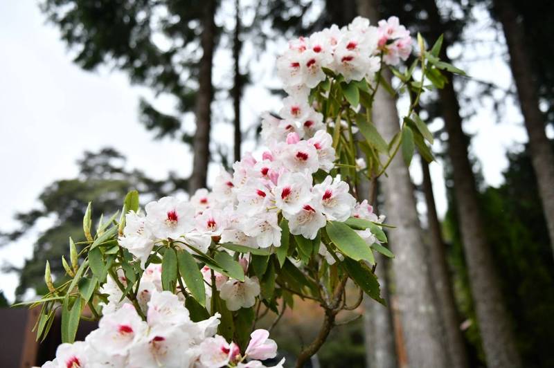 大雪山國家森林遊樂區玉山杜鵑盛開 賞花觀蝶正是時候 生活 自由時報電子報