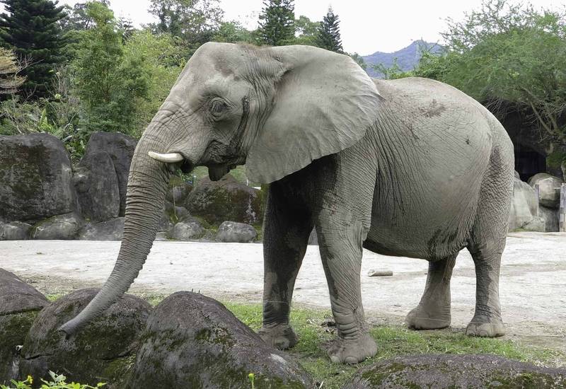 亞洲象「背拱」、非洲象「牙齒外露」 北市動物園傳授辨別小知識- 生活