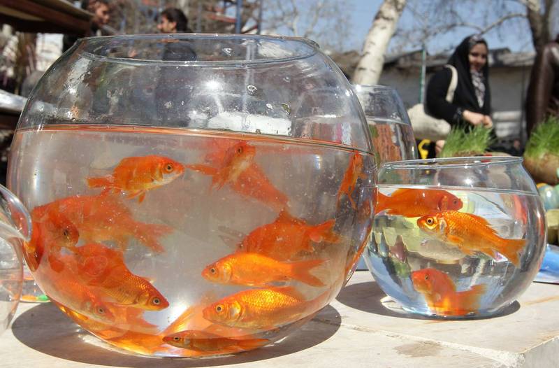 比利時擬推出一項新禁令，禁止販售圓形金魚缸，因為這種飼養環境被認為會危及「魚類的健康和福祉」。（法新社）