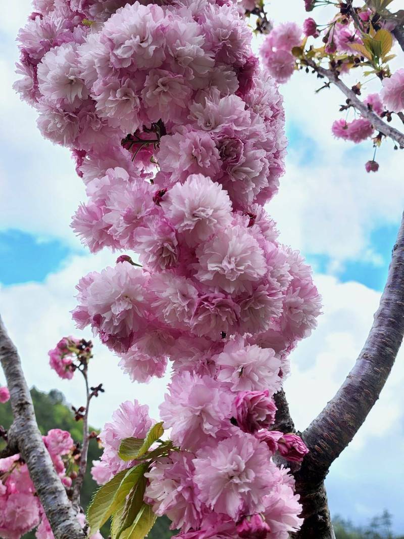 普賢象櫻花朵十分巨大，花瓣可多達21至50個。（武陵農場提供）