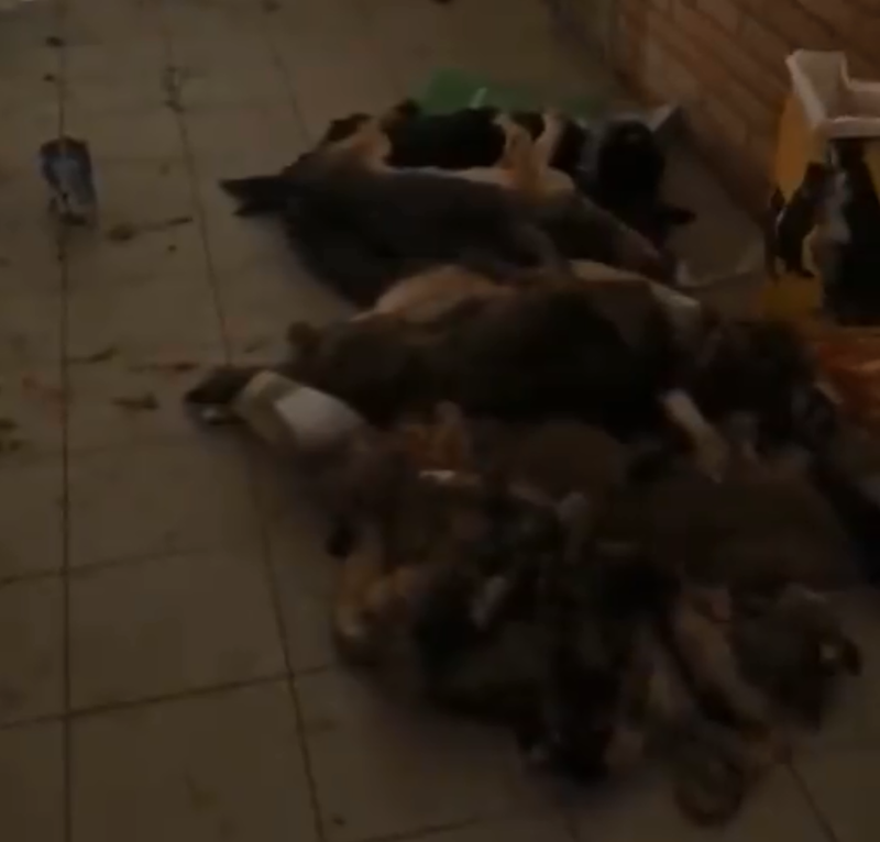 烏克蘭「公民自由中心」主任馬特維丘克指控俄軍在基輔殺了許多狗。（圖擷取自@avalaina 推特）