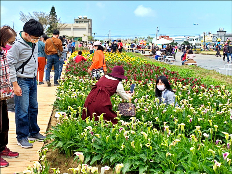 「桃園彩色海芋季」四天連假湧入逾廿三萬參觀人次。（桃市府農業局提供）