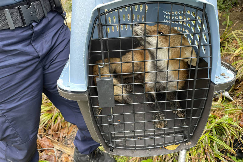 美国国会警察抓到狐狸。（美联社）(photo:LTN)
