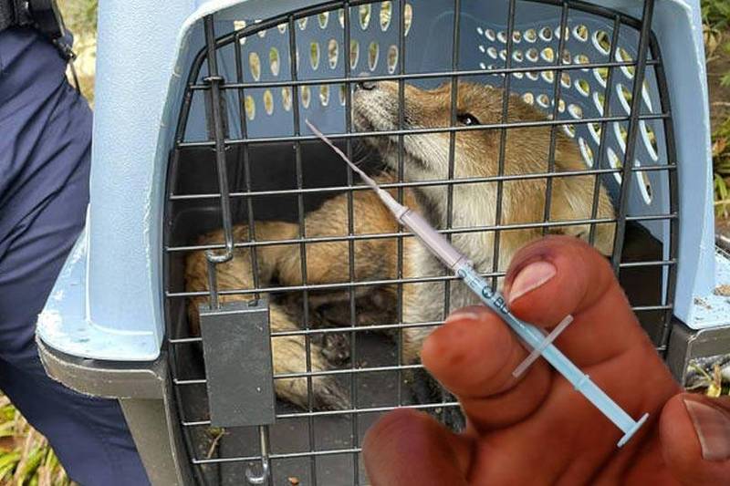 美国众议员贝拉週一遭遇狐狸突袭，身上留有部分擦伤，除了接受治疗，还要打4剂狂犬病疫苗。（美联社、路透；本报合成）(photo:LTN)