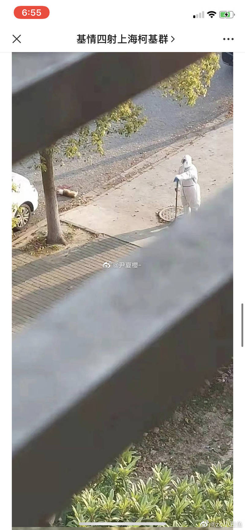 中国上海防疫人员打狗现场情况。（翻摄微博）(photo:LTN)