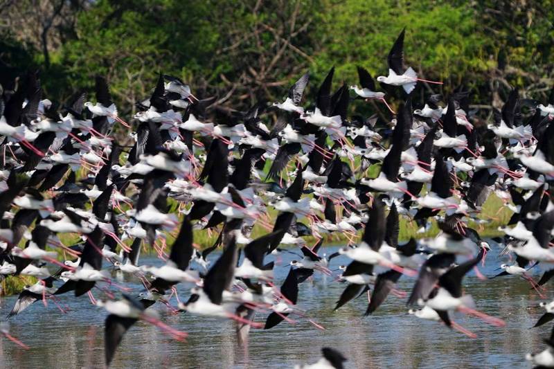 春天水鳥季來了、新竹市金城湖上千隻高蹺鴴飛舞好壯觀。(市府提供) 春天水鳥季來了、新竹市金城湖上千隻高蹺鴴飛舞好壯觀。(市府提供)