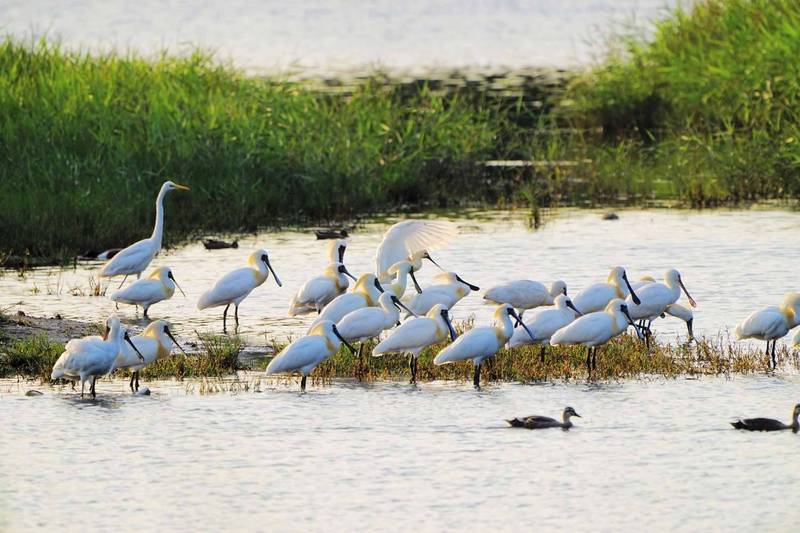 春天水鳥季來了、新竹市金城湖已有黑面琵鷺換上金色繁殖羽來此停棲(市府提供) 春天水鳥季來了、新竹市金城湖已有黑面琵鷺換上金色繁殖羽來此停棲(市府提供)