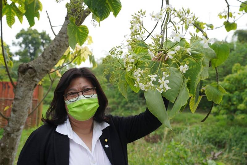 嘉市後庄里圓林仔社區油桐花盛開，立委王美惠邀大家來賞花、聽音樂。（立委王美惠服務處提供）