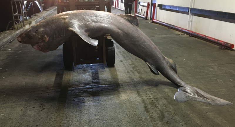 英国传出格陵兰鲨的首起「脑膜炎」死亡案例，详细的患病原因还待进一步釐清。（图撷取自推特_@RosieWoodroffe）(photo:LTN)