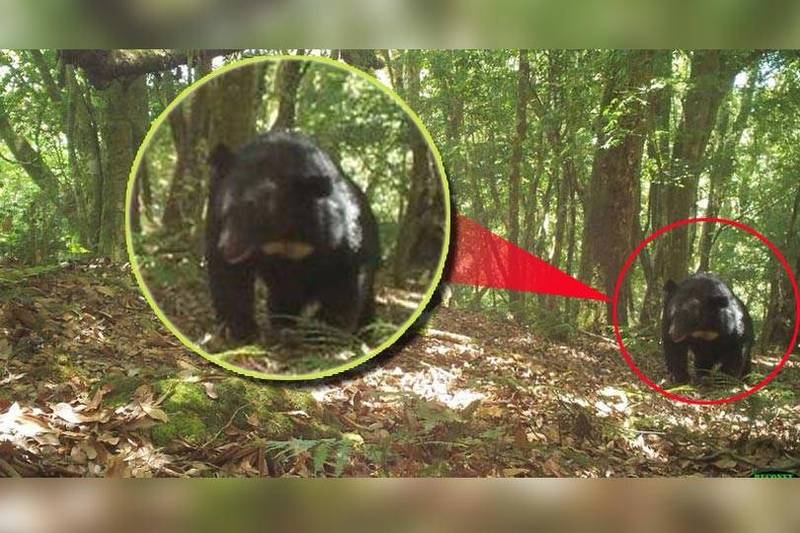 玉管處以紅外線自動相機在玉山園區拍到台灣黑熊。（玉管處提供；本報合成）