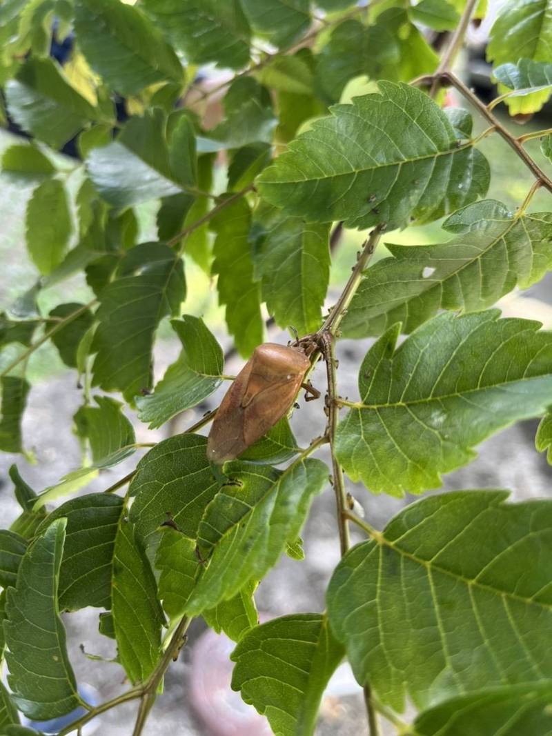 在台灣欒樹葉片上的荔枝椿象成蟲。（花蓮縣政府提供）