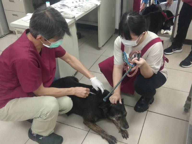 新北市動保處提醒民眾為寵物注射狂犬病疫苗補強注射。（動保處提供）