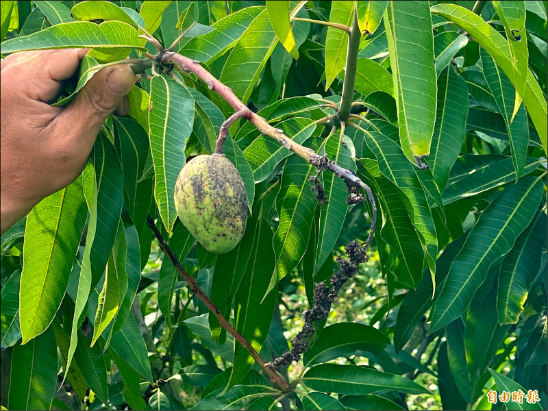 埔心金蜜芒果遭病害，外皮染黑。（記者陳冠備攝）