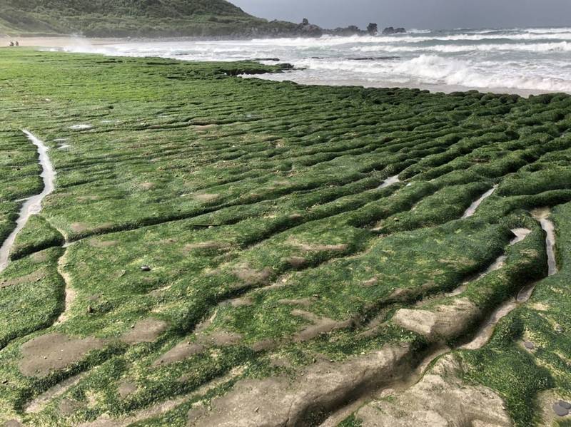 綠石槽是每年春天3月至5月間登場的北海岸特殊景觀。（交通部觀光局北海岸及觀音山國家風景區管理處提供）