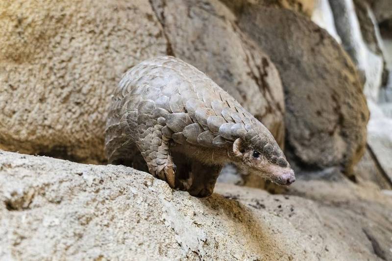 台北市立動物園借殖穿山甲「果寶」、「潤喉糖」給布拉格動物園，預計台灣時間4月14晚上10時抵達。（台北市立動物園提供）