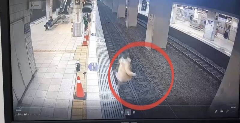 女子在列車進站前莫名踩空跌落鐵軌。（記者劉慶侯翻攝自記者爆料網2.0）