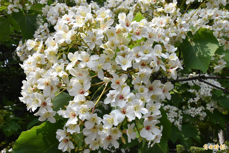 古坑荷苞山桐花公園油桐花盛開。（記者黃淑莉攝）