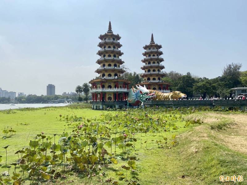 明星景點龍虎塔前蓮花湖面，如今成了大草原。（記者洪臣宏攝）