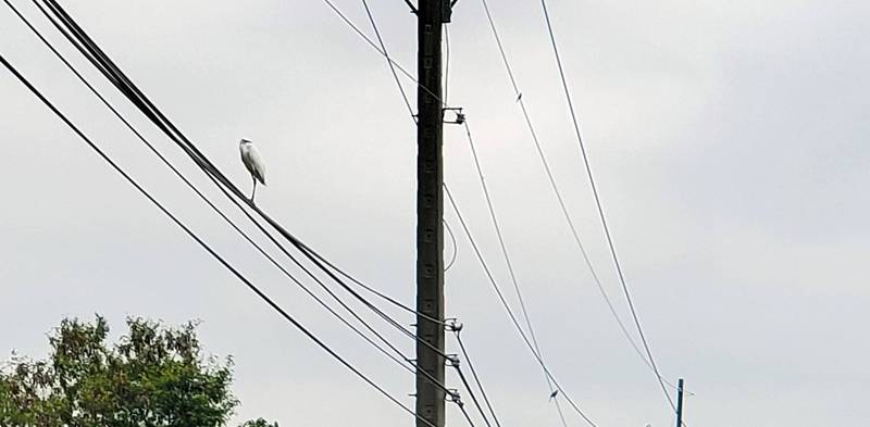 南投市華陽路稻作區，赫見1隻白鷺鷥單腳站在高壓電線上，與身旁嬌小麻雀形成強烈對比，格外引人注目。（圖由民眾提供）