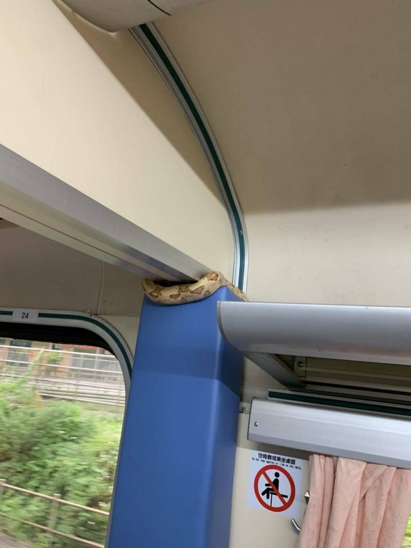 台鐵272次自強號今天上午8點19分行經瑞芳站時，列車長在第12車車廂發現一隻蛇。（民眾提供）