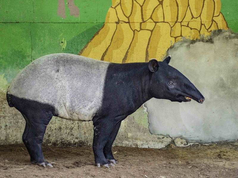 「貘樹」在3月中旬移居保育研究中心。（動物園提供）