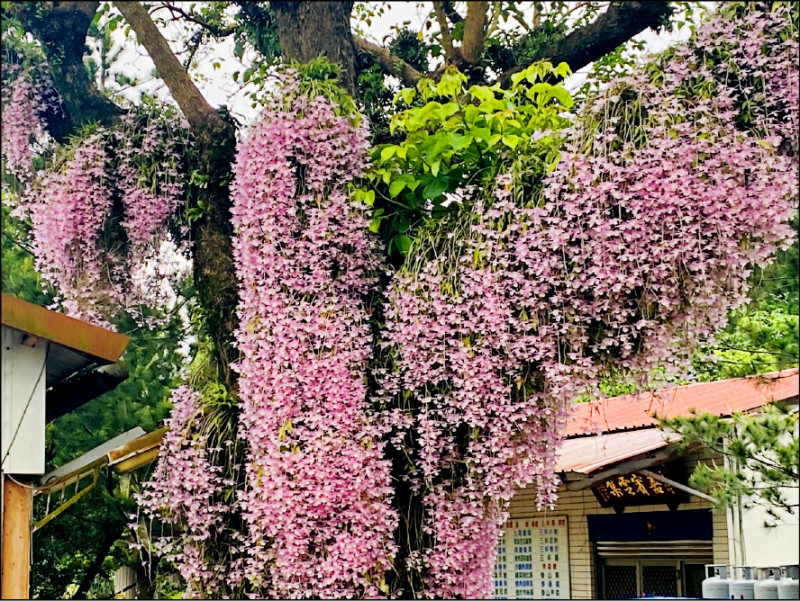 嘉義縣番路鄉台3線283公里處的佳鄉庭園餐館，庭園8棵茄苳樹附生的天宮石斛蘭爆開中，粉色花朵一串串傾瀉而下，宛若蘭花瀑布，呈現數大就是美的如夢似幻浪漫畫面，吸引遊客前來拍照打卡，也有網紅來取景，成為嘉義地區正夯的賞花景點之一。
20多年前，佳鄉庭園餐館業者在入口處的茄苳老樹附種天宮石斛蘭，石斛蘭攀附樹幹生長，盛開時，石斛蘭成串垂下如同花瀑，美不勝收；後來擴大種植，目前已有8棵茄苳樹石斛蘭，石斛蘭蔓生在樹幹開花時相當壯觀，每到春天開花季節，總吸引人潮賞花。（圖文：記者蔡宗勳）