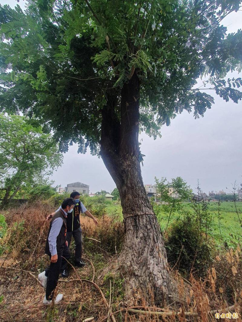 後壁區上茄苳里活動中心兩棵雨豆樹、一棵烏臼樹遭人環狀剝皮、投藥,疑惡意砍除,後壁區長黃炳元獲報,立即向警方報案提告毀損公物,並聯繫樹醫師前來救治。(記者王涵平攝) 後壁區上茄苳里活動中心兩棵雨豆樹、一棵烏臼樹遭人環狀剝皮、投藥,疑惡意砍除,後壁區長黃炳元獲報,立即向警方報案提告毀損公物,並聯繫樹醫師前來救治。(記者王涵平攝)