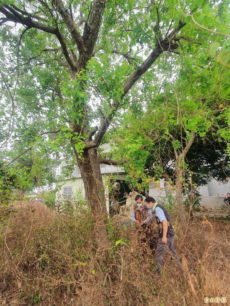 後壁區上茄苳里活動中心兩棵雨豆樹、一棵烏臼樹遭人環狀剝皮、投藥,疑惡意砍除,後壁區長黃炳元獲報,立即向警方報案提告毀損公物,並聯繫樹醫師前來救治。(記者王涵平攝) 後壁區上茄苳里活動中心兩棵雨豆樹、一棵烏臼樹遭人環狀剝皮、投藥,疑惡意砍除,後壁區長黃炳元獲報,立即向警方報案提告毀損公物,並聯繫樹醫師前來救治。(記者王涵平攝)