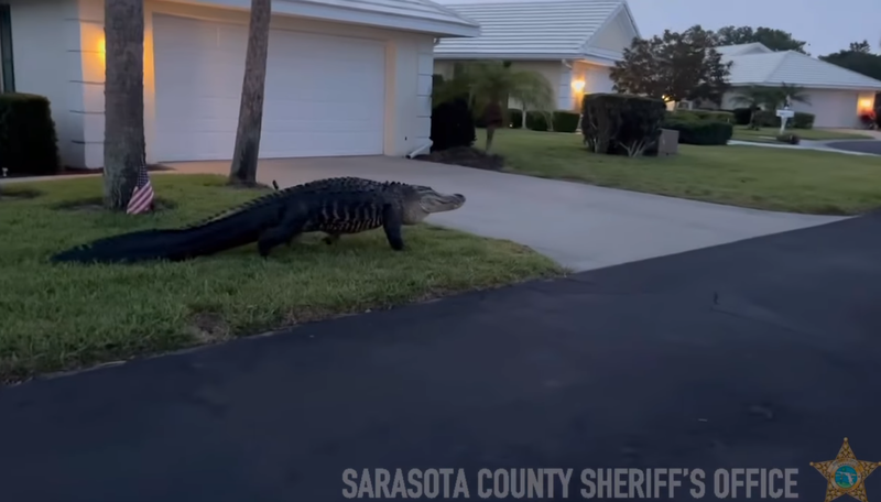 美國佛州鱷魚在社區街頭亂晃，警方拍下影片提醒附近居民多加注意。（圖擷自Sarasota County Sheriff's Office臉書）