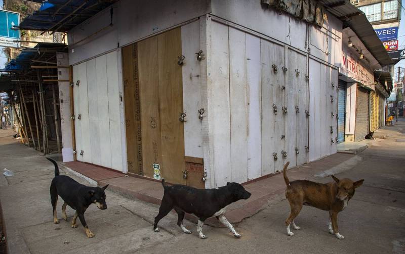 印度中央邦维迪斯哈（Vidisha）频传流浪狗伤人事件，在15日（五）更惊传1名6岁女童被流浪狗攻击后，重伤送医。流浪狗示意图。（美联社）(photo:LTN)