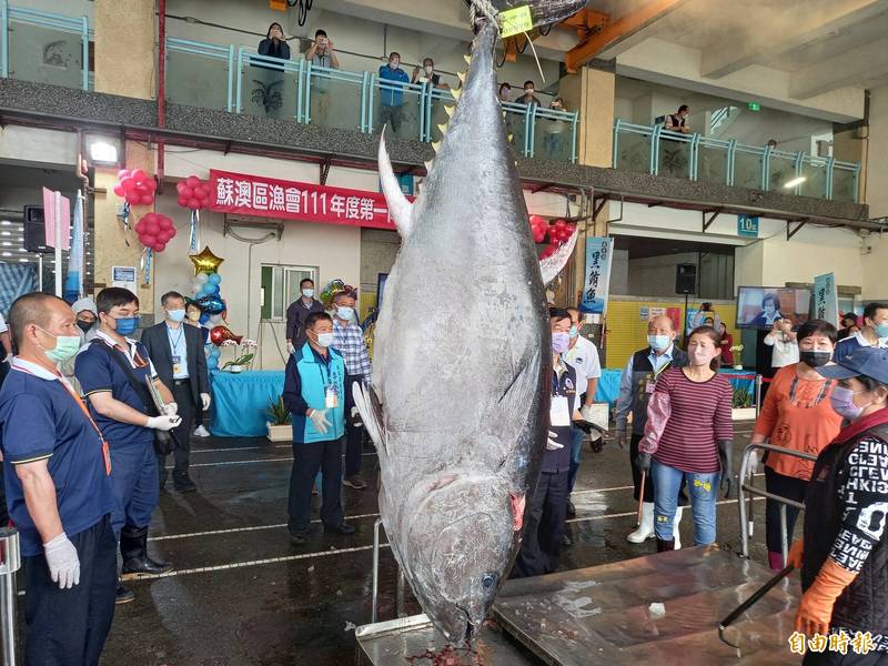 今年「蘇澳第一鮪」（如圖）競爭激烈，2艘漁船全速返港直到最後一刻才分出勝負。（記者江志雄攝）