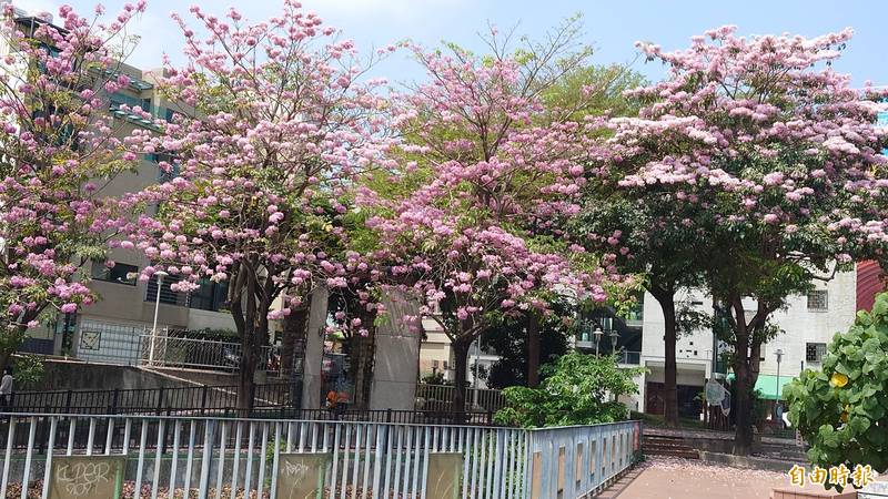 健康路洋紅風鈴木點綴街頭。（記者洪瑞琴攝）