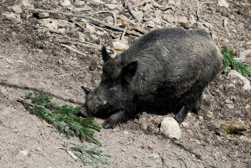 德国一只原本叫「普廷」的野猪，近来获得了新名字「艾伯霍弗」。（路透）(photo:LTN)