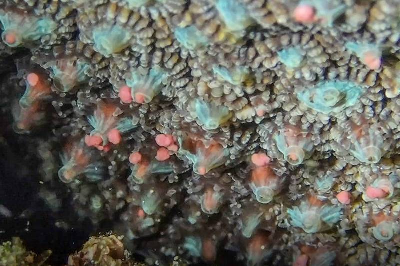 墾丁珊瑚產卵，海底天女散花充滿粉紅泡泡。（潛水教練vicky提供）