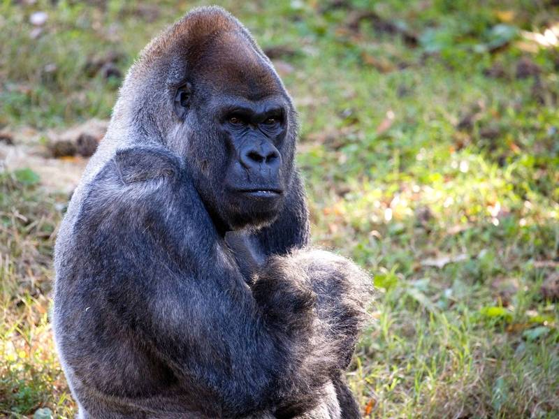 日前传出美国动物园有只大猩猩，因过分着迷于游客们的智慧型手机，而出现「手机成瘾」的症状。示意图。（路透社）(photo:LTN)
