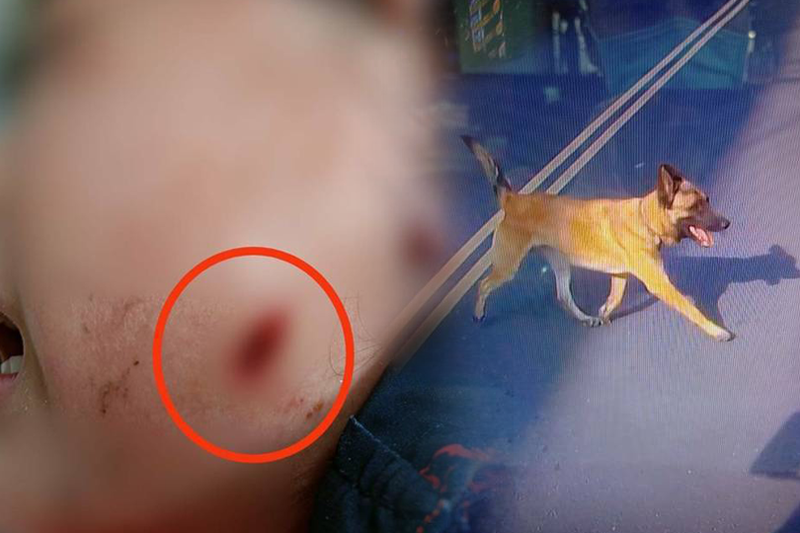 高雄市小港區5歲女童3月12日疑似被家犬咬住不放，並拖行約20公尺。（讀者提供，本報合成）