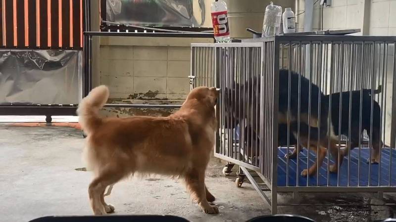 黄金猎犬黛西（左）成功将锁在笼子上的把手用嘴巴咬开。（图撷取自＠Ponlapat Pattanapaiboonkul脸书）(photo:LTN)