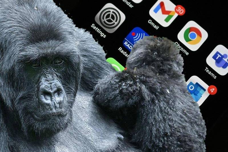 日前传出美国动物园有只大猩猩，因过分着迷于游客们的智慧型手机，而出现「手机成瘾」的症状。（法新社；本报合成）(photo:LTN)