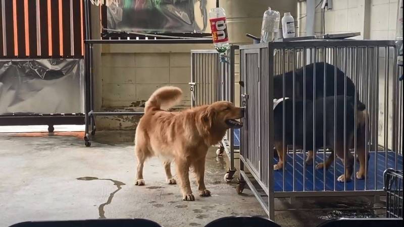 黄金猎犬黛西（左）看到黑狗狗同伴们被关在笼子里面，双脚跳来跳去的想要出笼。（图撷取自＠Ponlapat Pattanapaiboonkul脸书）(photo:LTN)