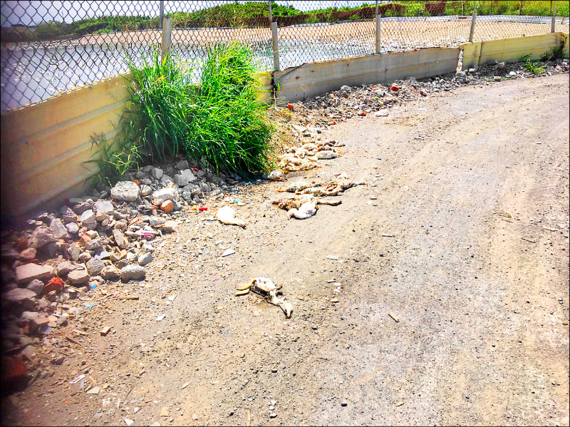 養鴨場旁可見鴨子曝屍道路，散發惡臭。（民眾提供）