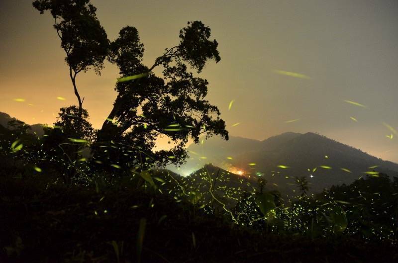 日月潭風景區正值螢火蟲季，晚間在農村或社區可見點點螢光。（圖由日管處提供）