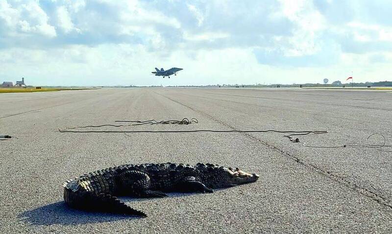 美國佛羅里達州1處海軍基地的跑道上，出現1隻長2.1公尺、重約50公斤的鱷魚，正在「曬太陽」，造成戰鬥機無法正常起降。（圖擷取自臉書_NAS Key West）