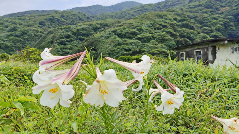 龜山島百合盛開。（東北角風管處提供）