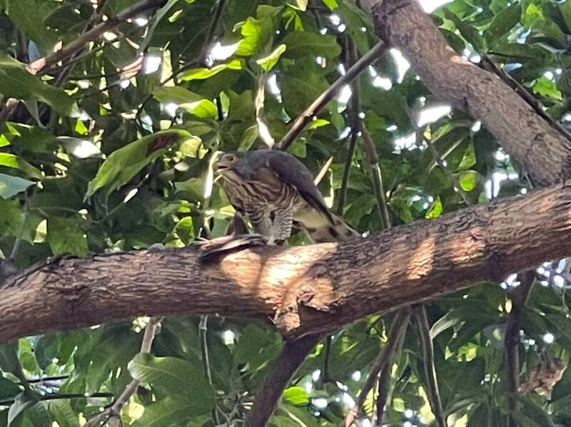 鳳頭蒼鷹在澄清湖獵捕斑鳩，帶到樹枝上準備吃大餐。（林頌富提供）