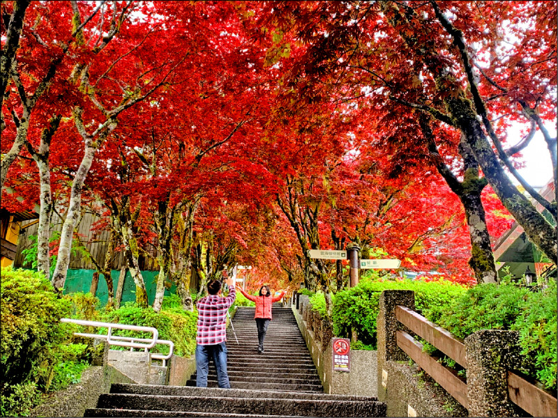 宜蘭太平山紫葉槭轉變成紫紅色，遊客大讚怎麼拍怎麼美。（羅東林管處提供）