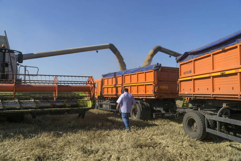 烏克蘭多個官方機關29日分別指控俄軍在佔領區洗劫小麥等穀物，並阻止烏港口貨物流動，已對全球糧食供應安全造成威脅。。烏克蘭小麥收成示意圖。（彭博資料照）
