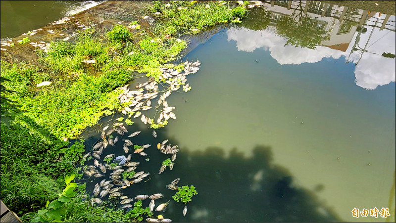 萬年溪出現大量死魚漂浮在水面上。（記者葉永騫攝）