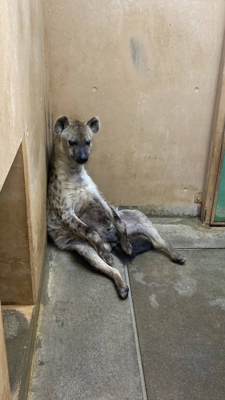日本高知縣立野市動物公園的斑點鬣狗愛娜軟爛坐姿超可愛。（翻攝推特）