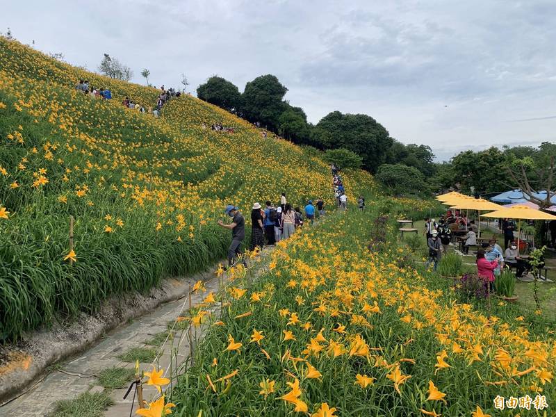 花壇鄉虎山巖金針花大開7成，疑受疫情升溫效應，這兩天假日賞花人潮比去年同期大減一半。（記者湯世名攝）