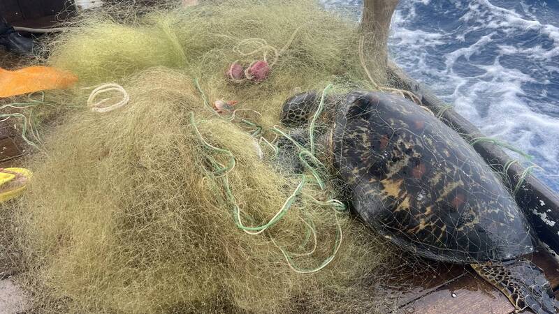 這隻綠蠵龜命喪漁網。（海洋志工隊提供）